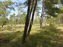 В Ватикане поставили ёлку из леса на границе с Калининградской областью