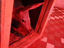 В Калининградский зоопарк привезли трубкозуба (видео)