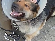 В Калининграде есть продолжение у жути с вывешенной за окном собакой 