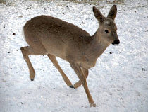 Калининградские охотоведы спасли косулю с детенышами 