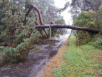 Огромная сосна рухнула на шоссе на Куршской косе
