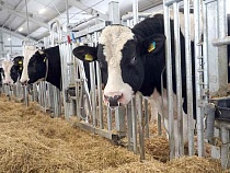 Под Неманом владелец стада пользовался любовью быков к коровам