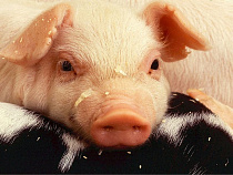 Калининградский производитель свинины вошел в топ-15 по России