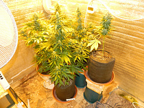 Наркотики: как оказалось, в Калининграде марихуана неплохо культивируется в подвалах