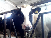 Зеленоградские фермеры за год увеличили производство мяса в 4 раза