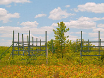 Администрация Зеленоградского района через суд требует у Янтарного комбината высадить деревья