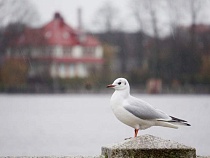 В Калининграде умерла заражённая птичьим гриппом чайка
