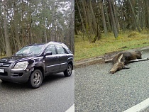На Куршской косе насмерть сбили лося