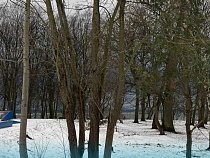 В Пионерском запланировали вырубки ради «Круга здоровья»