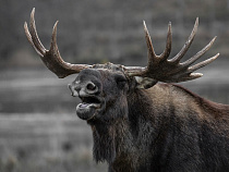 На въезде в Калининград по шоссе ходили два лося