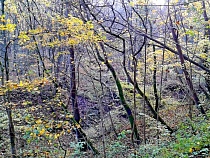 Алиханову сообщили о новой попытке застройки леса в Светлогорске   