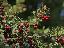 У Музея янтаря планируют высадить лекарственные растения