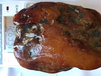 В Калининградской области нашли янтарь весом более 1,2 кг