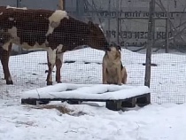 Калининградскую область умилило видео коровьей ласки к собаке