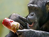 «Освежающие трапезы»: животных в Калининградском зоопарке накормили «мороженым»