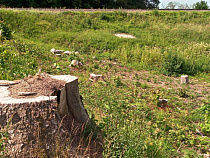 Лесорубы-нелегалы придумали новый способ сноса деревьев
