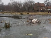 Лебеди Донского взывают о помощи