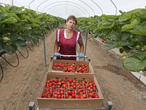 Клубника под калининградским брендом