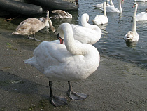 Россельхознадзор: птичий грипп уже в 18 странах ЕС