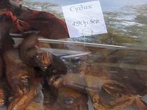 Поляк «организовал» экспорт судака из Калининградской области