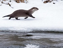 Под Калининградом раскрыли личную жизнь редкого зверя