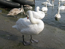 В Калининградской области ГИБДД ищет водителя-убийцу лебедя-шипуна