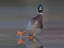 В Калининградской области ГИБДД предупреждает о возможной гололедице