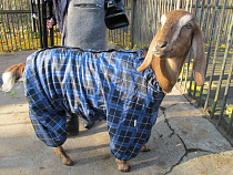 Для коз Калининградского зоопарка перешили собачьи комбинезоны 