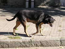В Зеленоградске уже три месяца никто не отлавливает бездомных собак