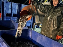 «Дождались»: в Калининградскую область тоннами завозят кильку 