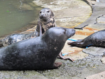 Балтийские тюлени из Калининградского зоопарка отправились в Крым