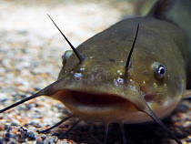 В Преголе под Высоким мостом обнаружен 200-килограммовый сом