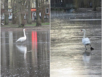 У побережья Балтийского моря в лёд вмёрзли лебеди (карта, фото)