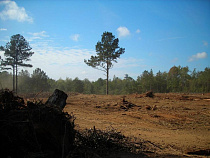 Калининградка под предлогом продажи земельного участка завладела 150 тысячами рублей