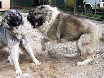 Хозяин ответит за свою собаку