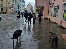 В Черняховске начали травить сопровождавших туристов собак 