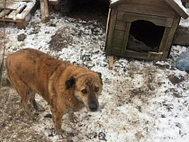 Синагогу Калининграда охраняет пёс-тигр - соцсети