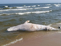 На Балтийской косе нашли мертвого кита