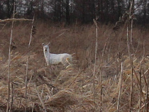 В Калининградской области впервые обнаружили белую косулю