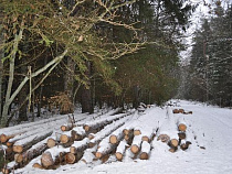 Мужчина заплатит 2 млн рублей за незаконную рубку деревьев в Багратионовском лесничестве