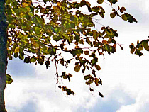 ОНФ предлагает расторгнуть аренду земли у Виштынца с частниками 