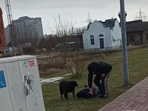 В Калининграде мужчина дважды ударил жену до приезда скорой