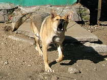 По Калининграду бродит укусившая девочку злая собака