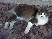 Власти огласили экстренные телефоны на новогодние выходные