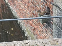 Во Фридландских воротах опять собралась рожать утка