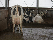 На гранты начинающим фермерам выделили 23 млн рублей