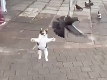 Набравшей 100 млн просмотров кошечке в Советске ищут добрый дом