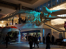 3D-фильм из Калининграда лидирует в голосовании нацпремии «Хрустальный компас»