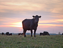 Суд приговорил рецидивиста из Озёрского района к реальному сроку за кражу электропастуха с пастбища «Мираторга»