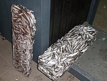 Таможня задержала более 900 кг «лишней» балтийской кильки